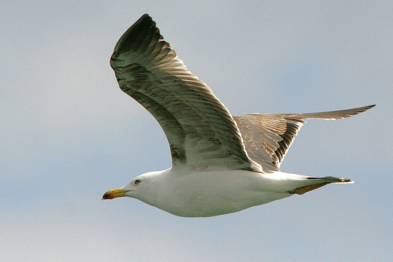 Etel�nharmaalokki Larus michaellis
