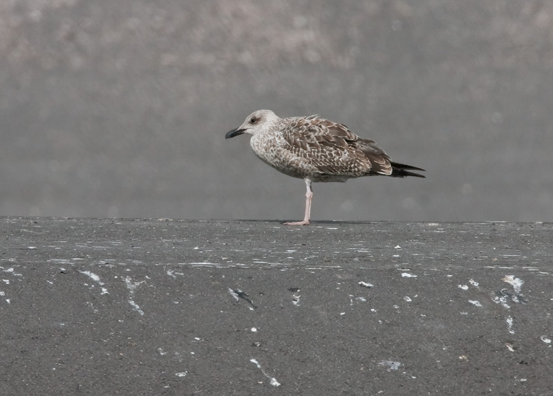 Etel�nharmaalokki, Yellow Legged Gull (Larus michahellis)