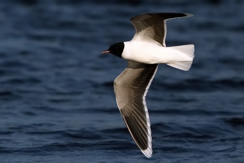 Pikkulokki, Little Gull (Larus minutus)