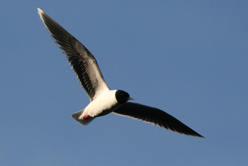 Pikkulokki, Little Gull (Larus minutus)
