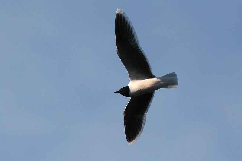 Pikkulokki, Little Gull (Larus minutus)