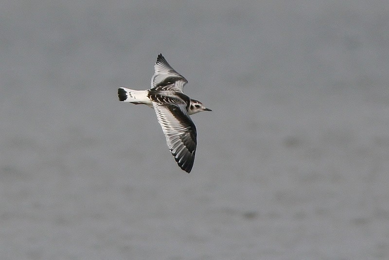 Pikkulokki, Little Gull (Larus minutus)