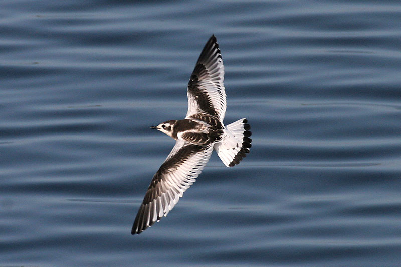 Pikkulokki, Little Gull (Larus minutus)