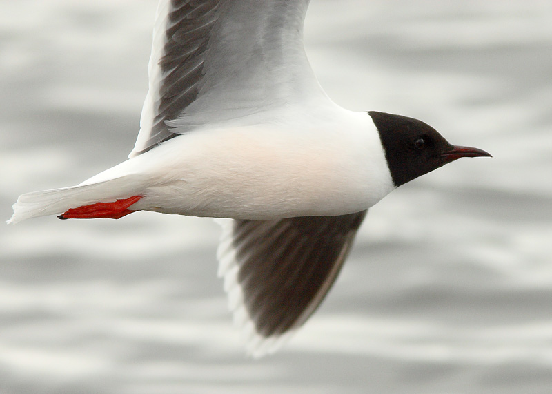 Pikkulokki, Little Gull (Larus minutus)