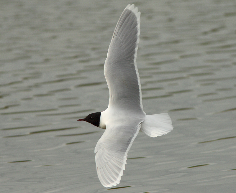 Pikkulokki, Little Gull (Larus minutus)