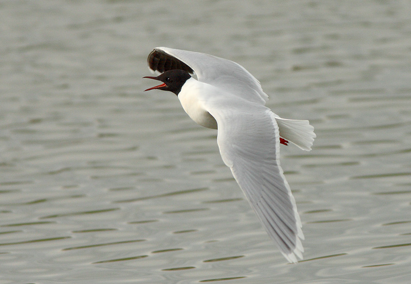Pikkulokki, Little Gull (Larus minutus)