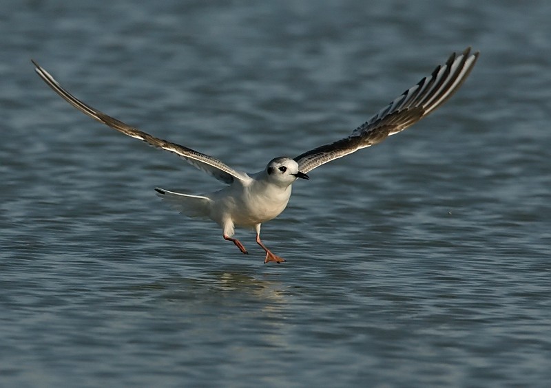 Pikkulokki, Little Gull (Larus minutus)