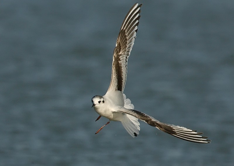 Pikkulokki, Little Gull (Larus minutus)
