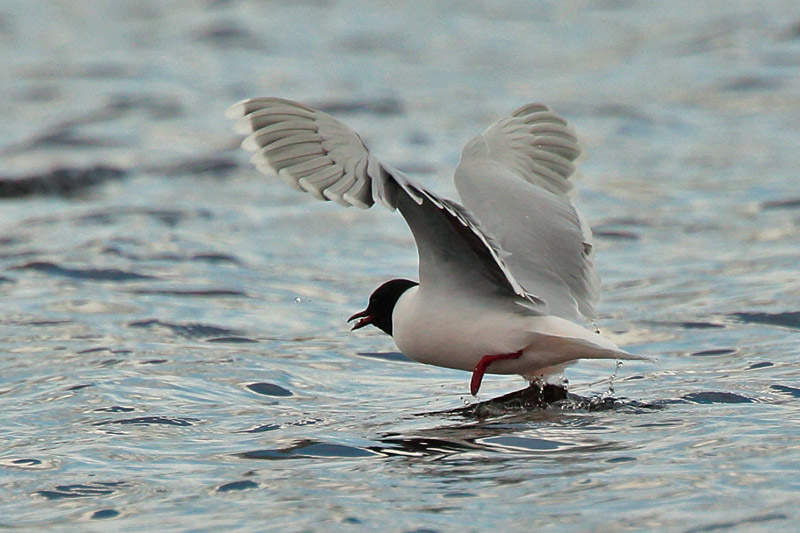 Pikkulokki, Little Gull (Larus minutus)