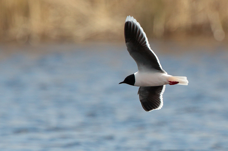Pikkulokki, Little Gull (Larus minutus)