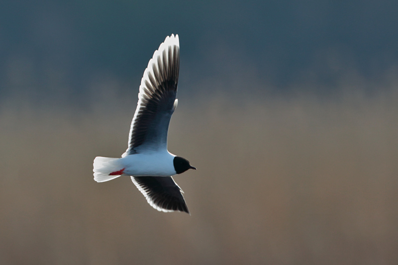 Pikkulokki, Little Gull (Larus minutus)