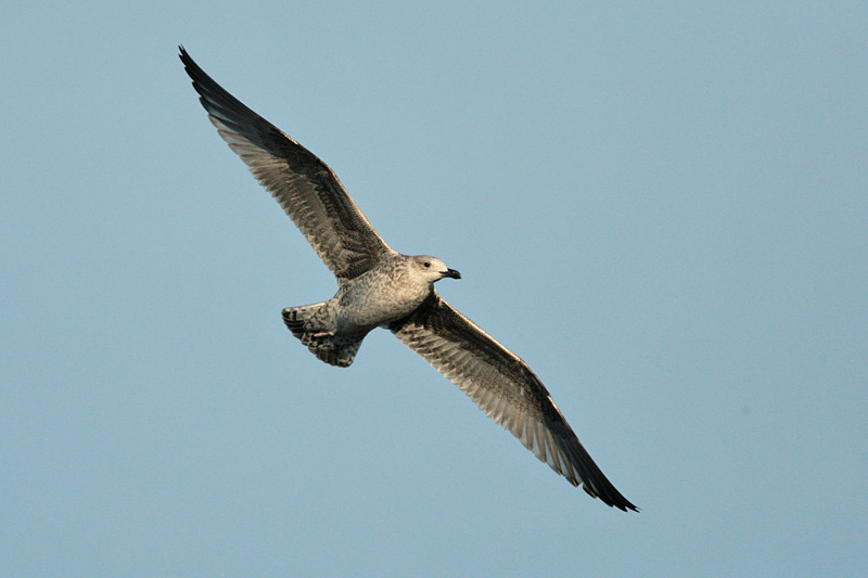 Selk�lokki? (Larus fuscus??)