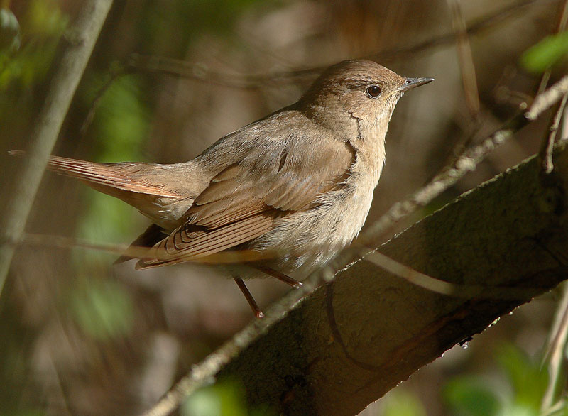 Satakieli Luscinia luscinia