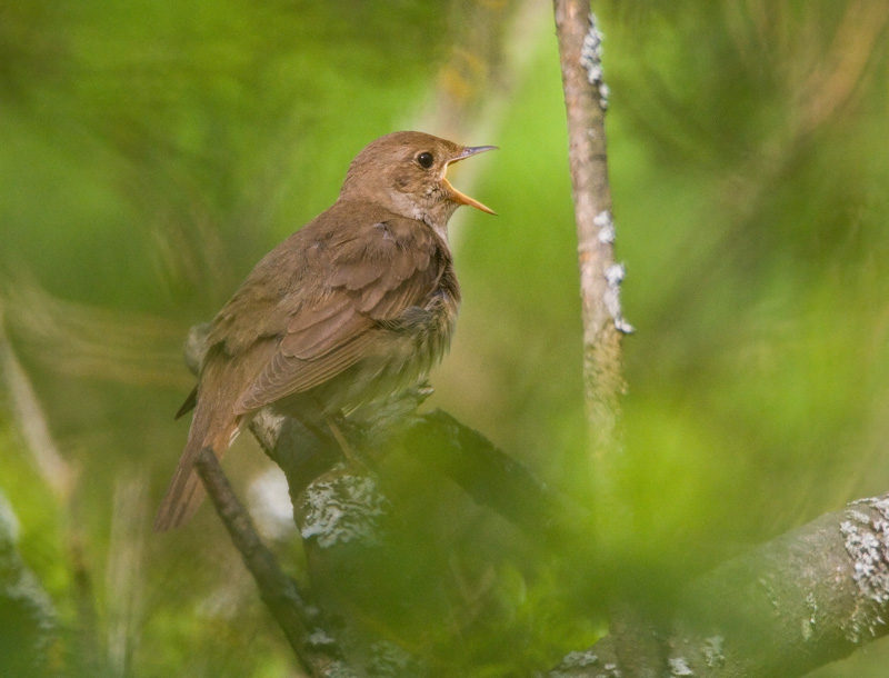 Satakieli Thrush Nightingale (Luscinia luscinia)