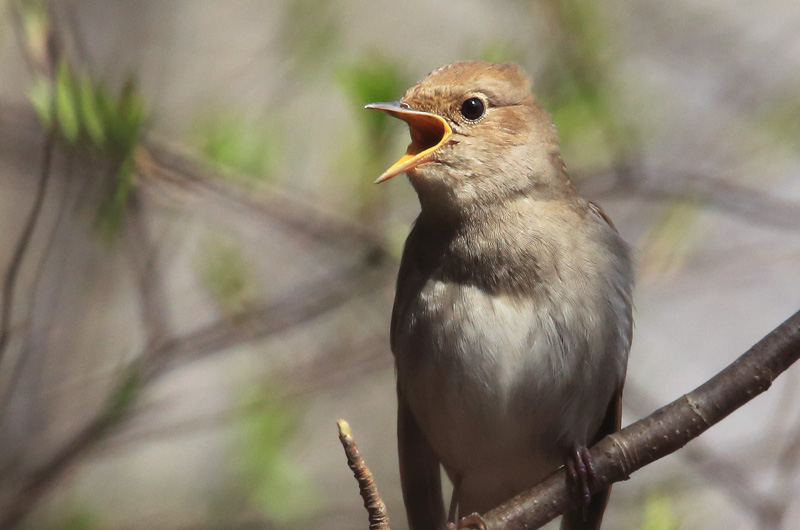 Satakieli Thrush Nightingale (Luscinia luscinia)