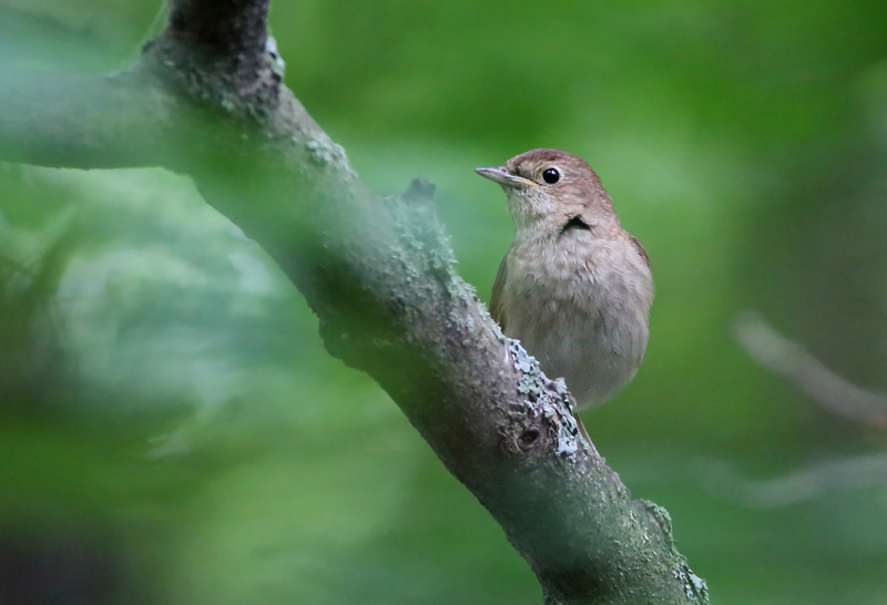 Satakieli Thrush Nightingale (Luscinia luscinia)