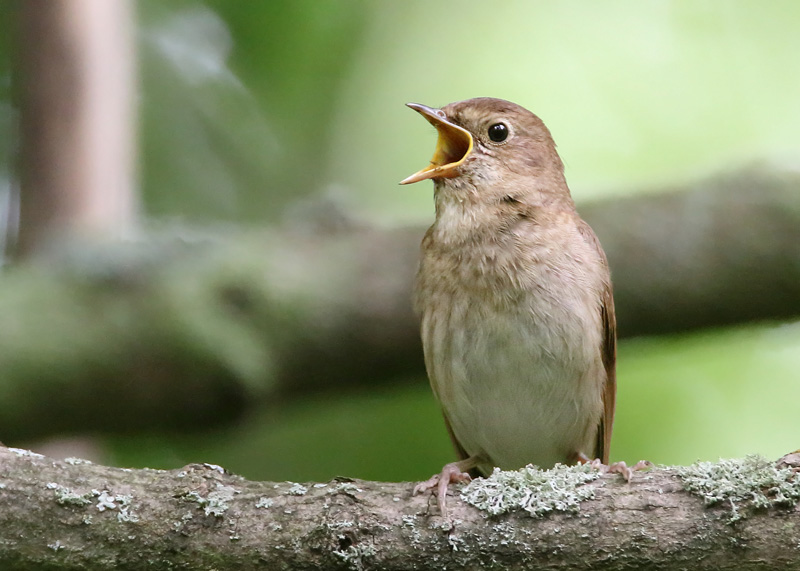 Satakieli Thrush Nightingale (Luscinia luscinia)