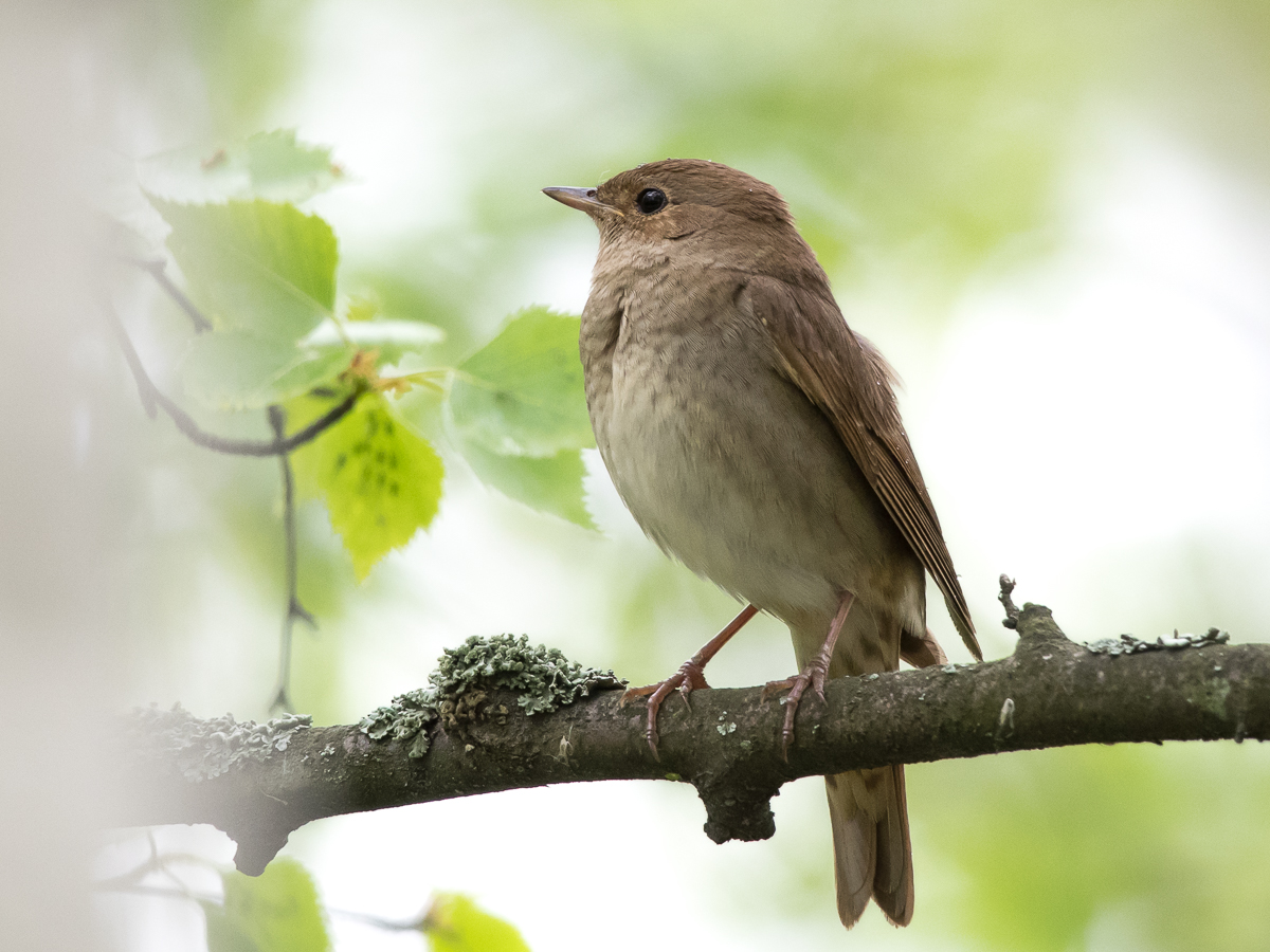 Satakieli Thrush Nightingale (Luscinia luscinia)