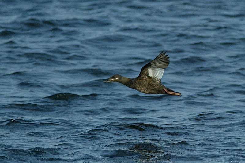 Pilkkasiipi (Melanitta fusca)