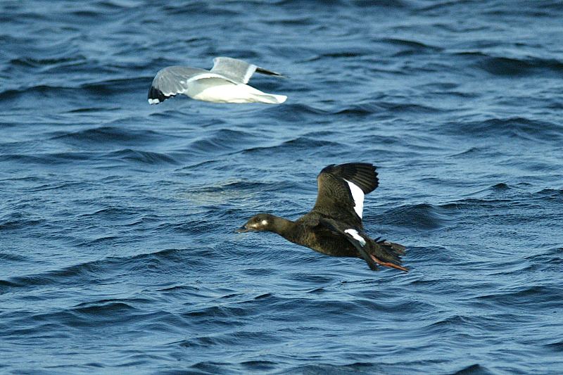 Pilkkasiipi (Melanitta fusca)