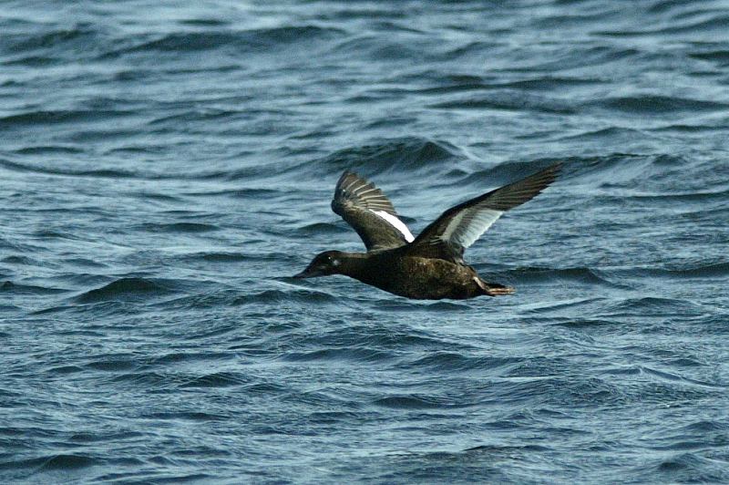 Pilkkasiipi (Melanitta fusca)