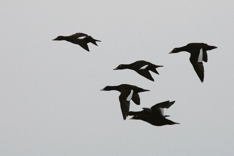 Pilkkasiipi (Melanitta fusca)