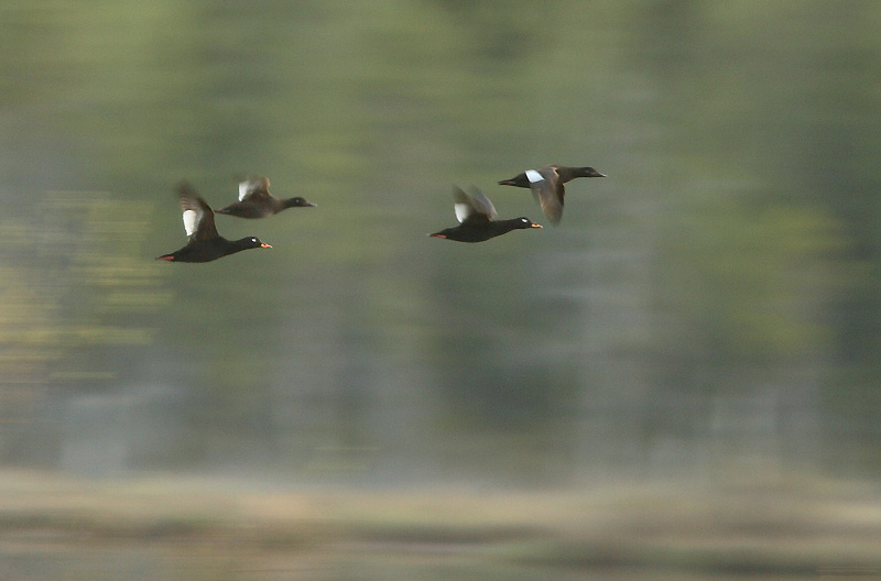 Pilkkasiipi (Melanitta fusca)