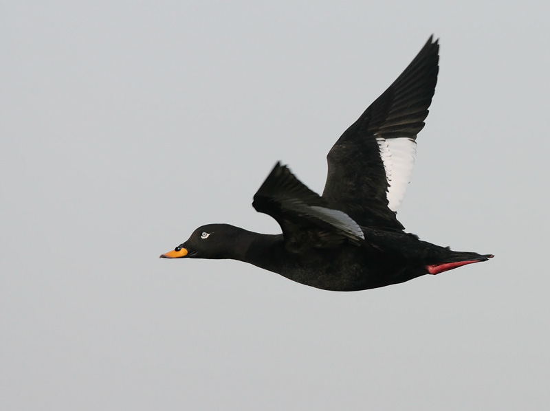 Pilkkasiipi (Melanitta fusca)