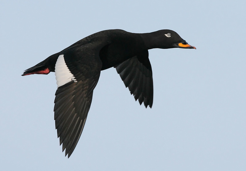 Pilkkasiipi (Melanitta fusca)