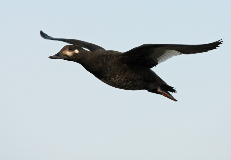 Pilkkasiipi (Melanitta fusca)