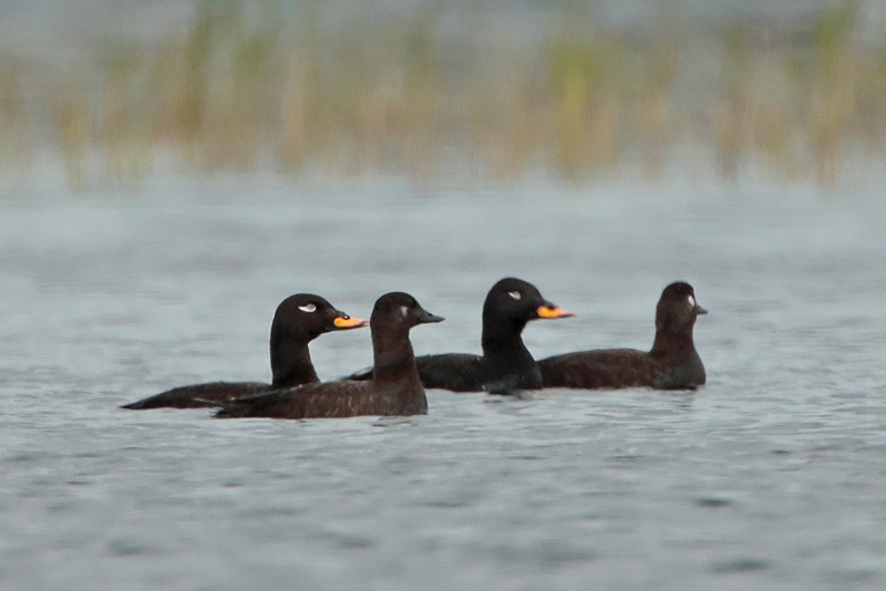 Pilkkasiipi (Melanitta fusca)