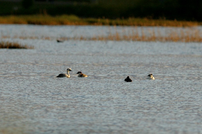 Uivelo Smew, Mergus albelius