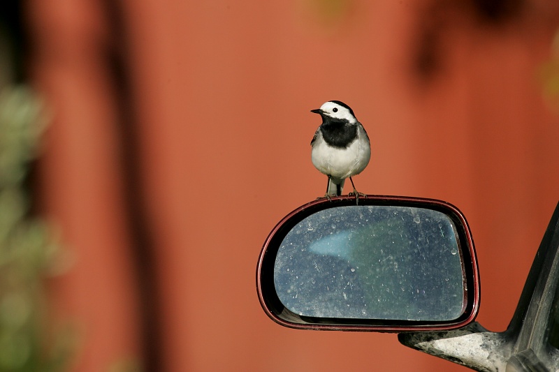 V�st�r�kki Pied Wagtail, Motacilla Alba