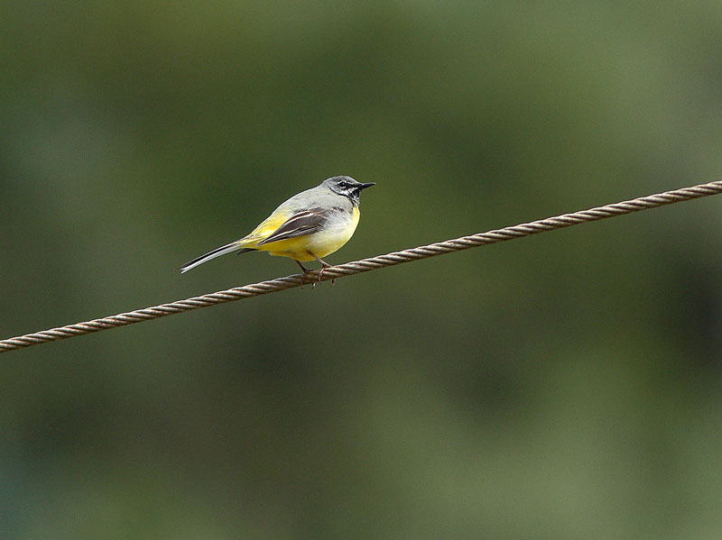 Virtav�st�r�kki Motacilla cinerea