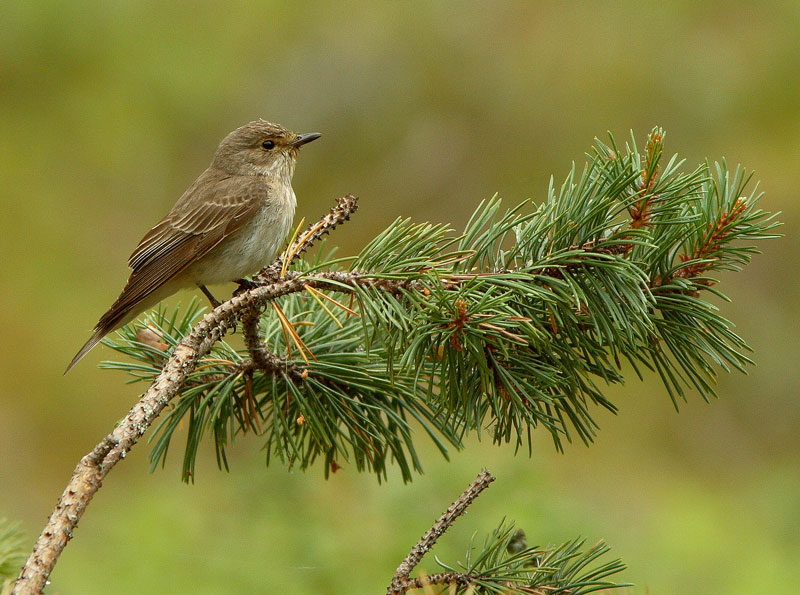 Harmaasieppo Muscicapa striata