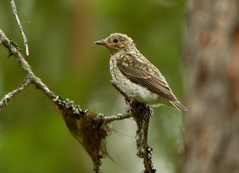 Harmaasieppo Muscicapa striata