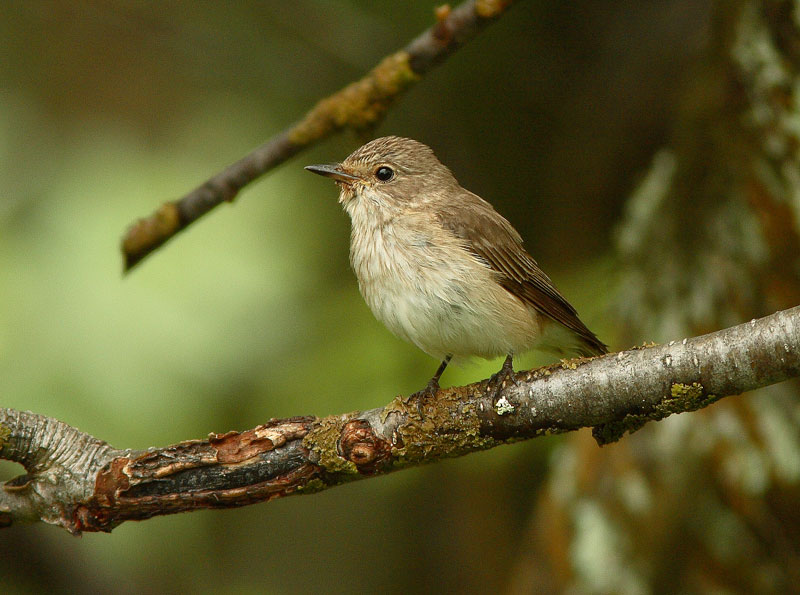 Harmaasieppo Muscicapa striata