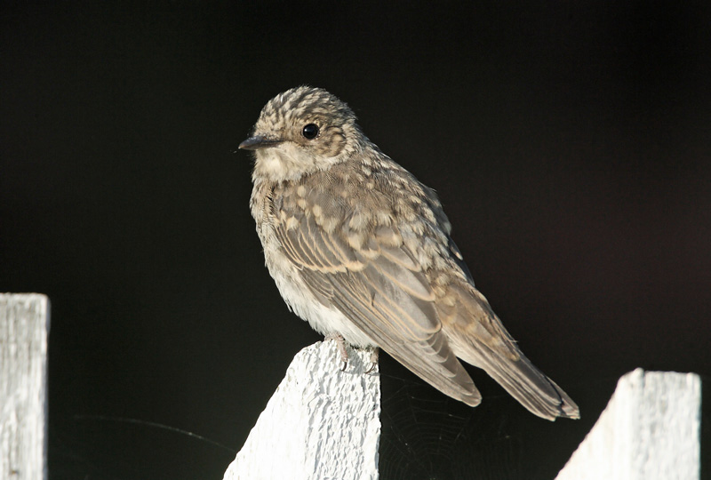 Harmaasieppo (Muscicapa striata)