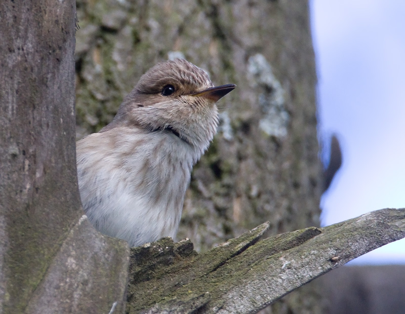 Harmaasieppo (Muscicapa striata)