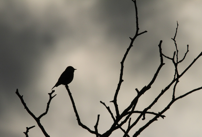 Harmaasieppo Spotted Flycatcher (Muscicapa striata)