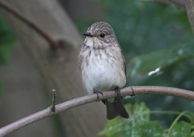 Harmaasieppo Spotted Flycatcher (Muscicapa striata)