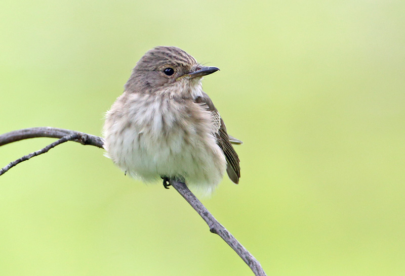 Harmaasieppo Spotted Flycatcher (Muscicapa striata)