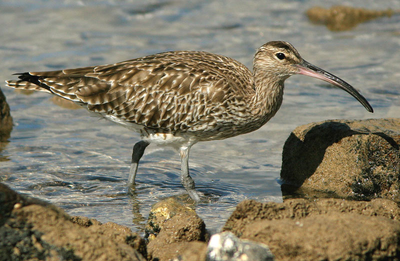 Pikkukuovi Numenius phaeopus