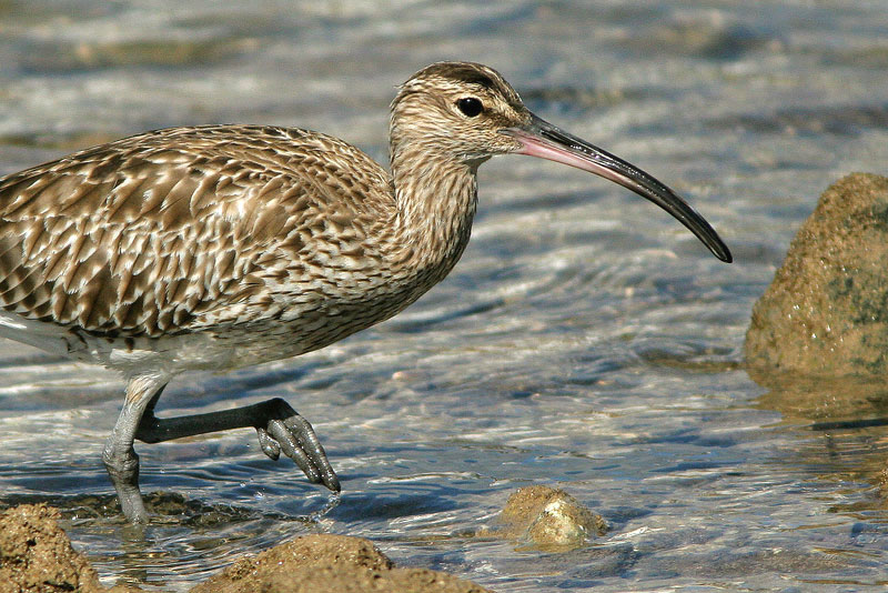 Pikkukuovi Numenius phaeopus