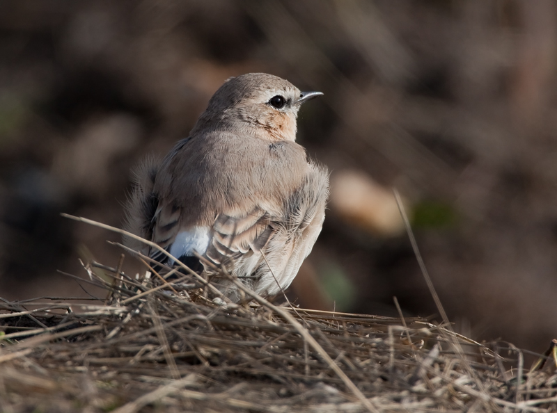 Arotasku (Oenanthe isabellina)