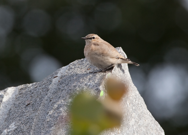 Arotasku (Oenanthe isabellina)