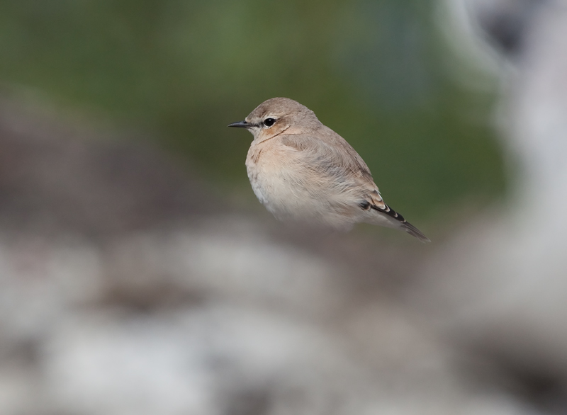 Arotasku (Oenanthe isabellina)