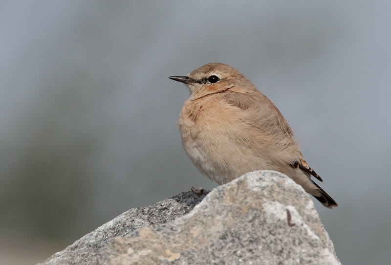 Arotasku (Oenanthe isabellina)
