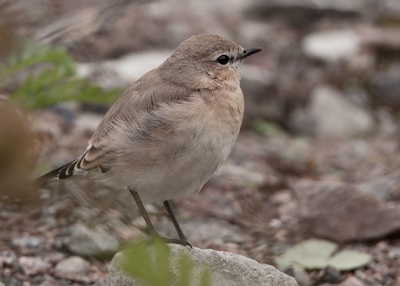 Arotasku (Oenanthe isabellina)