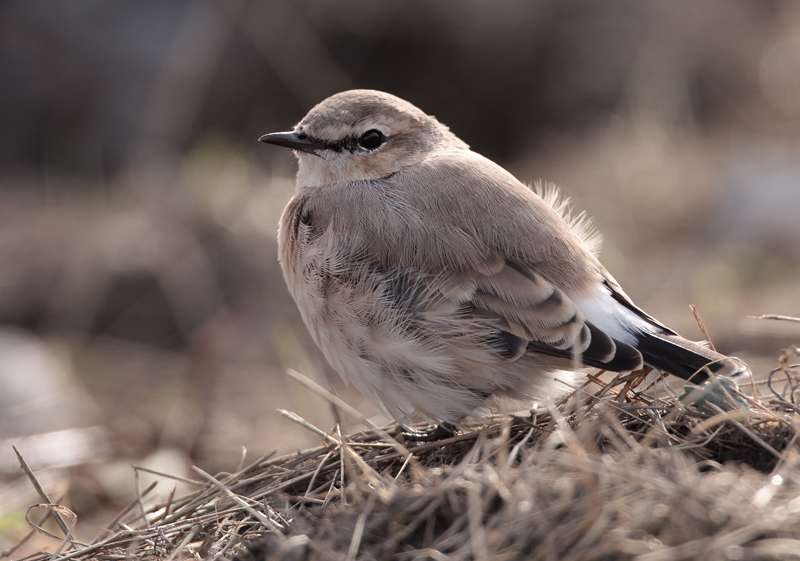 Arotasku (Oenanthe isabellina)